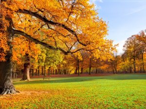 Nature-landscape-autumn-park-trees-grass-sunshine_1600x1200