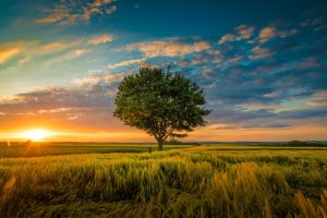 A wide angle shot of a single tree growing under a clouded sky during a sunset surrounded by grass